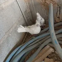 ی جفت فیت ب درد بخور|پرنده|لاران, |دیوار