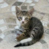 واگذاری بچه گربه
