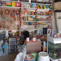 طوطی ،مرغ عشق،کبوتر،فنج،قفس|پرنده|آمل, |دیوار