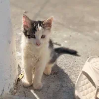 بچه گربه دیش ۳ماهه|گربه|بندر انزلی, معلم|دیوار