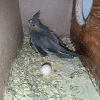 عروس هلندی|پرنده|مشهد, ایثار|دیوار