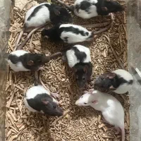 رت آزمایشگاهی موش