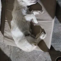 یک عدد سگ گمشده