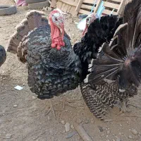 بقلمون رسمی جنس انگلیسی.|حیوانات مزرعه|همدان, |دیوار