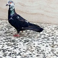 چیل سیاه یاکله سنجاقی