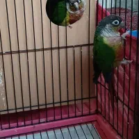 پرنده طوطی گرینچیک|پرنده|تهران, صادقیه|دیوار