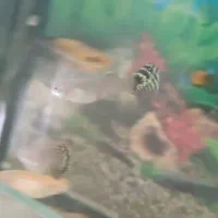 ماهی گوپی باردار