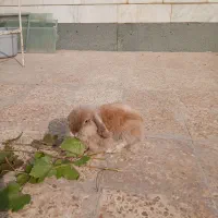 خرگوش لوپ|موش و خرگوش|خرم‌آباد, |دیوار