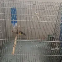 سهره|پرنده|ری, سیزده آبان|دیوار