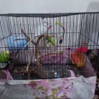 پرنده ووسایل منزل بفروش میرسد