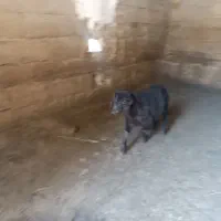 بره ماده قزل افشار خوراک خور