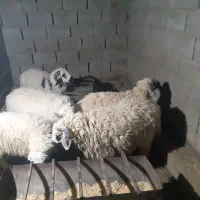 بره ی محلی چاق زیر قیمت بازار