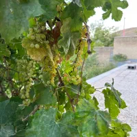 فروش ویلا ۷۸۰ متردر مهاجران|فروش خانه و ویلا|مهاجران, |دیوار