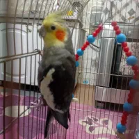 یک جفت عروس هلندی|پرنده|کشکوئیه, |دیوار