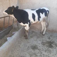 گاو گوساله تلیسه|حیوانات مزرعه|مرودشت, گندم‎|دیوار