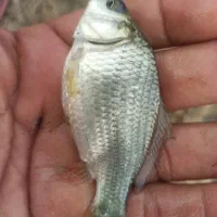 گرمابی بچه ماهی بیگهدوامور و...|ماهی|کرج, شهرک یاس شمالی|دیوار