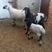 یک جفت میش درشت