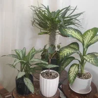 ۴عدد گلدان زیبا