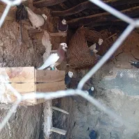 فروش کفتر طوقی تمیز|پرنده|رستاق, |دیوار