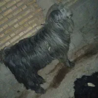 دو بور درجه یک