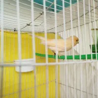 قناری پرنده|پرنده|مشهد, شهرک شهید باهنر|دیوار