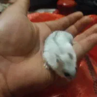 همستر کمپل|موش و خرگوش|تهران, شوش|دیوار