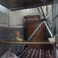 فنچ ستاره ای سر نارنجی سینامون نر .گلدین بنگالی|پرنده|قم, باغ شریفی|دیوار
