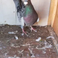 کبوتر های پرشی