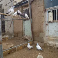 فروش تعدادی کبوتر