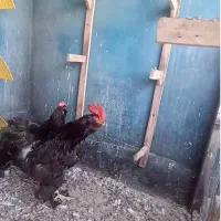 خروس مرندی جوان