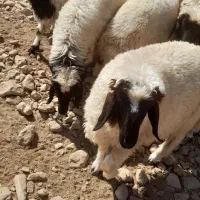 بره نر