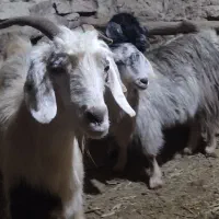 دو عدد گیسک ماده و یک عدد بز جوان|حیوانات مزرعه|مریوان, |دیوار