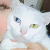 واگذاری گربه