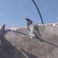 کفتر همه مدل هفت‌رنگ ورنگی والمانی مگزی|پرنده|اقبالیه, |دیوار