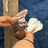 کبوتر درجه یک