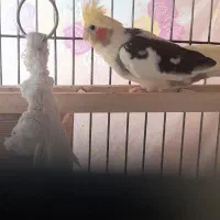 جوجه طوطی عروس