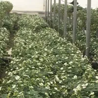 هورمون گلدهی شدید توت فرنگی|خدمات باغبانی و درختکاری|جیرفت, |دیوار