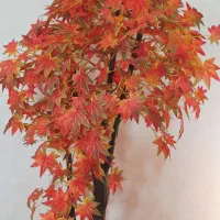 درختچه پاییزی/دکوری