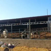 گاوداری قیمت عالی زیر قیمت منطقه با تمام وسایل