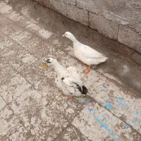 دوتا‌ اردک‌نر‌وماده