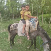 اسب|اسب و تجهیزات اسب‌سواری|فومن, |دیوار