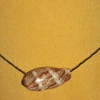 فروش پلاک صدف دریایی|بدلیجات|قائم‌شهر, |دیوار