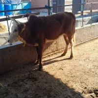 تلیسیه  سیمیتال محلی خوشگل