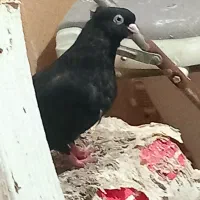 کبوتر|پرنده|بندر امام خمینی, |دیوار