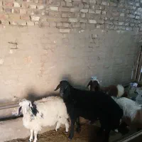 میش بر بز کره چپش