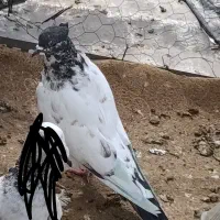 کفتر شهرستانی