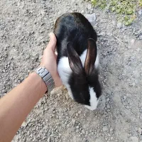 خرگوش