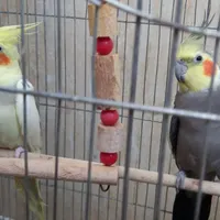 جفت عروس هلندی جوان تازه جفت شدن|پرنده|گرمی, |دیوار