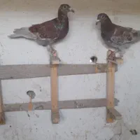 کفتر|پرنده|چناران, |دیوار