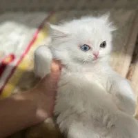 پرشین سفید چشم تابه تا دوماهه
